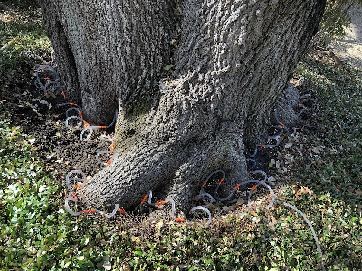 Detailed Tree Cabling and Bracing job site in North Middletown