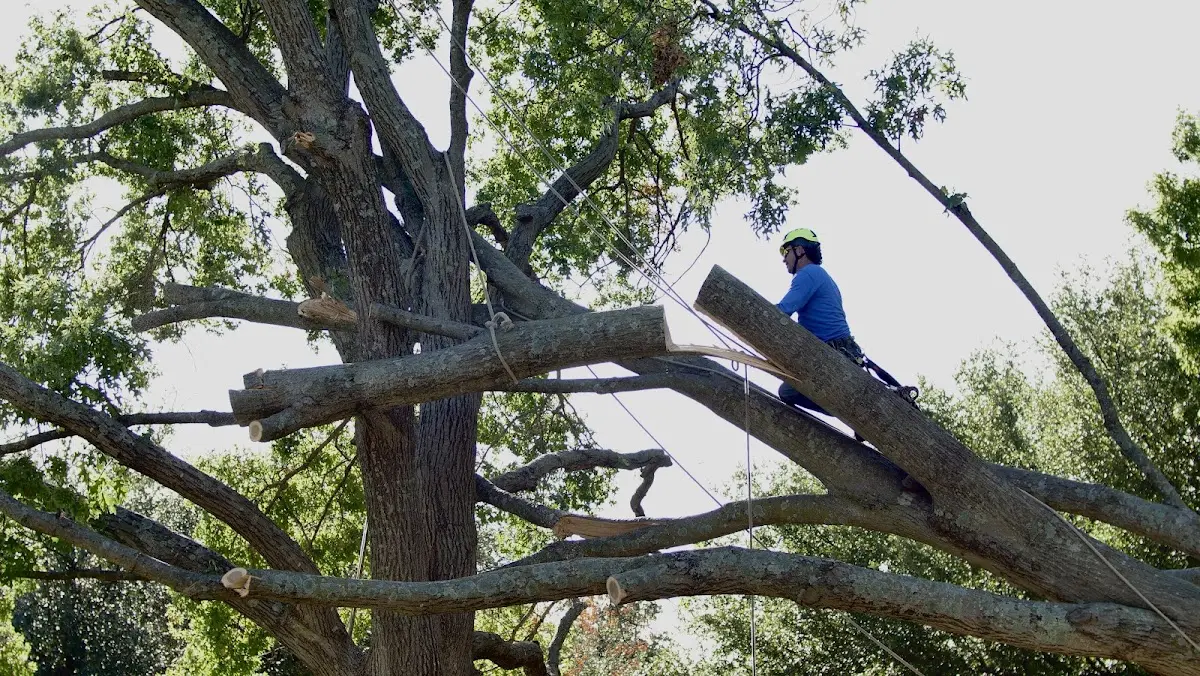 Professional Crown Thinning performed by certified arborists in North Middletown