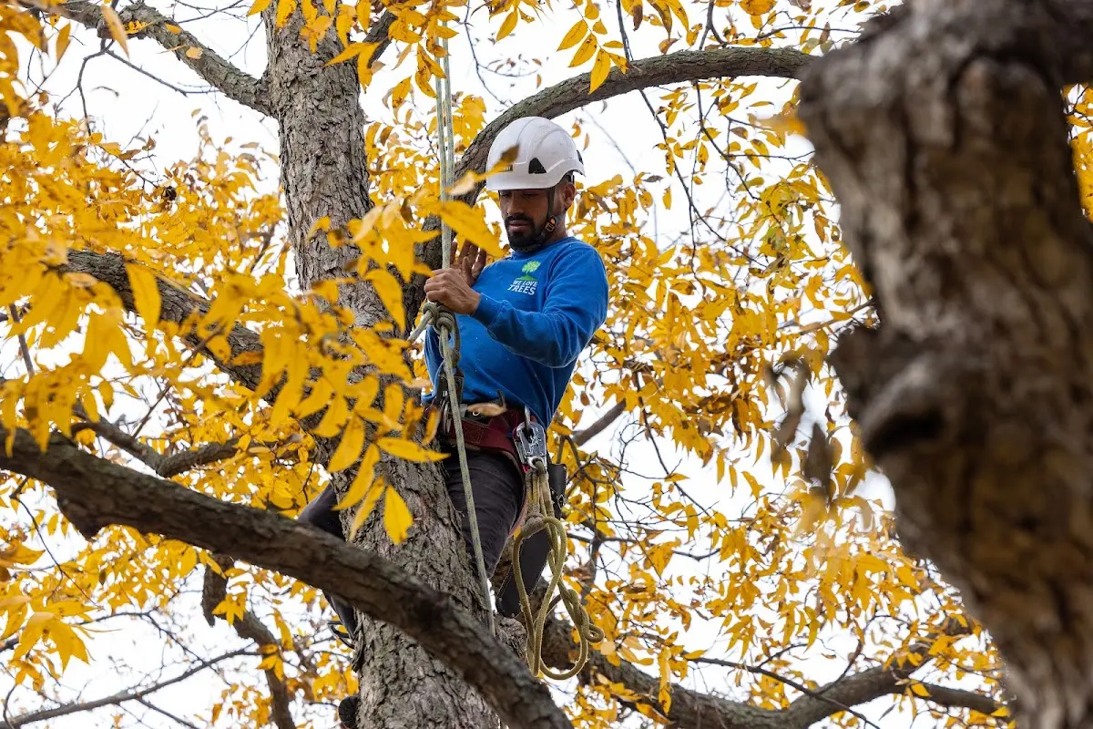 Skilled Tree Planing crew working in North Middletown